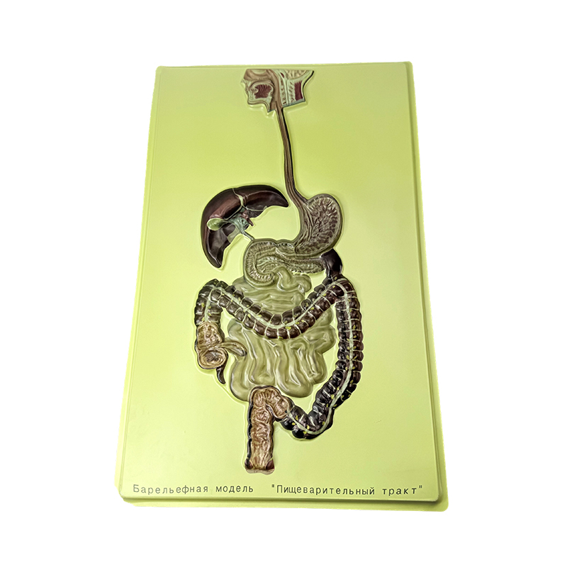 Relief model of human digestive system